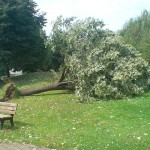 Ein Baum hinter der Zentralbibliothek der TU Dortmund ein Tag nach dem Unwetter Juli 2008